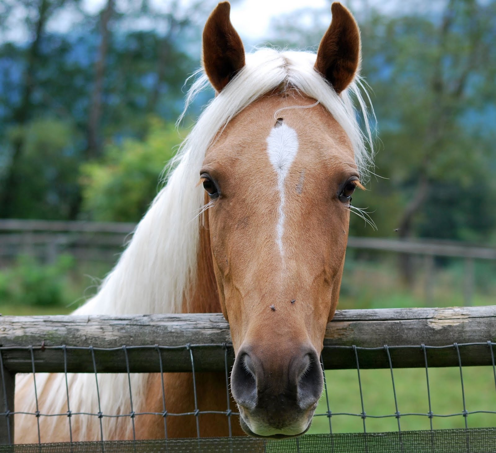 Rosebud horse — Pony Party